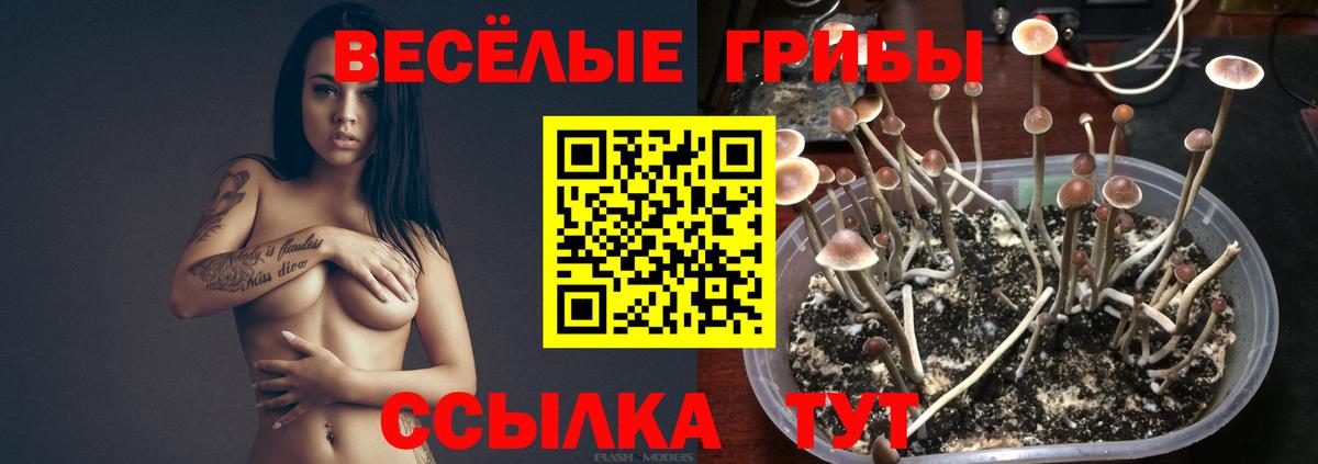 Знаменск  Псилоцибиновые грибы Psilocybe  Вход с VPN 